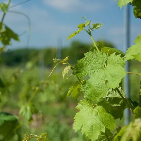 Albarello Farmház *