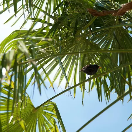 Albarello Farmház *