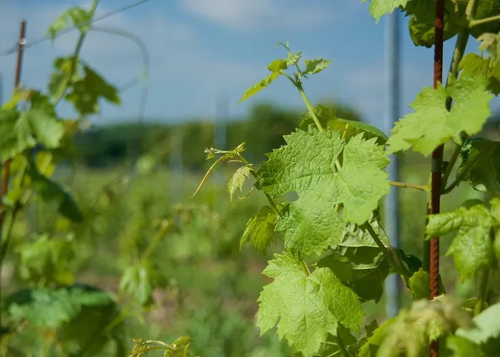 Albarello Gospodarstwo agroturystyczne *